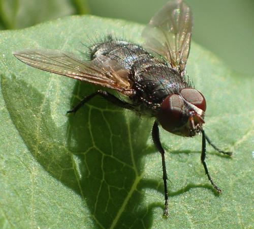 Pollenia sp.